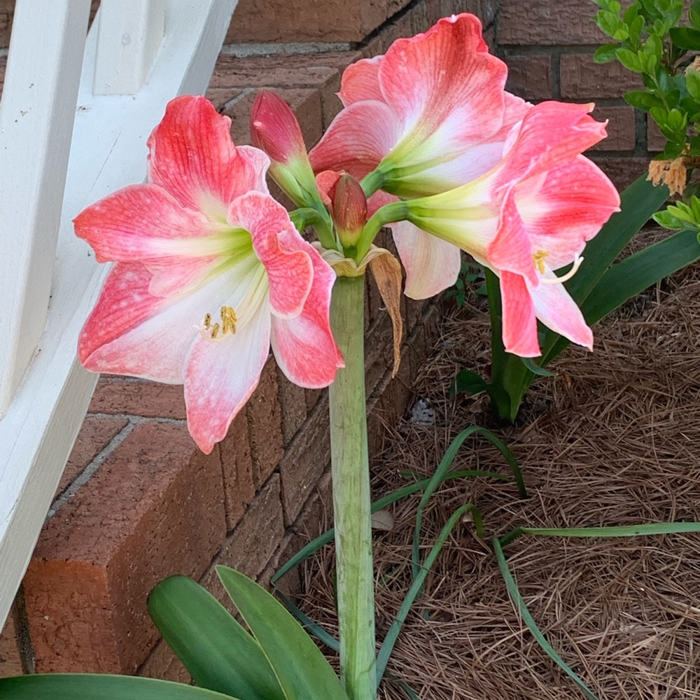 Three Amaryllis bulbs, two Apple Blossom and one Stargazer bulb - Picture 2 of 4